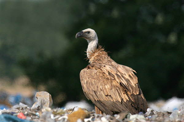 Vultures on the brink