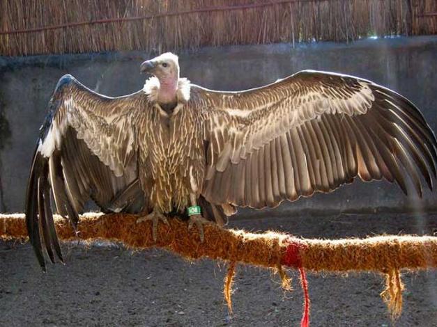 Dead as a dodo? Why scientists fear for the future of of the Asian vulture