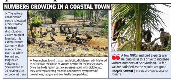 Vulture culture atop coconut palms sends bird numbers soaring