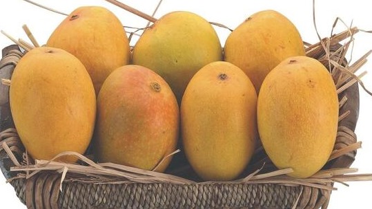 “Kawasji–Patel” mango trees still stand tall at Europe, US farms and gardens