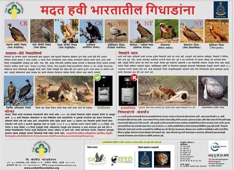Maharashtra govt wants to bring vultures back to life