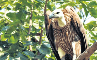 Last rites: Parsis turn to tech as vulture numbers decline
