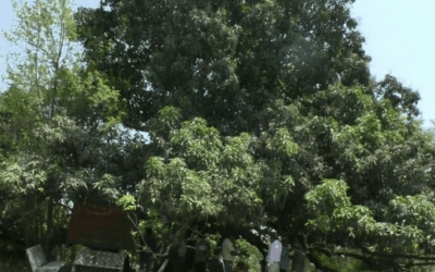 Gujarat’s Legendary ‘Walking Mango Tree’ at Sanjan Village Where Parsis First Sought Asylum