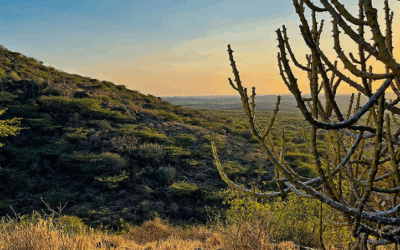 Jehan Bhujwala Saving Kutch&rsquo;s 150-Year-Old Thorn Forest: Preserving Chadva Rakhal