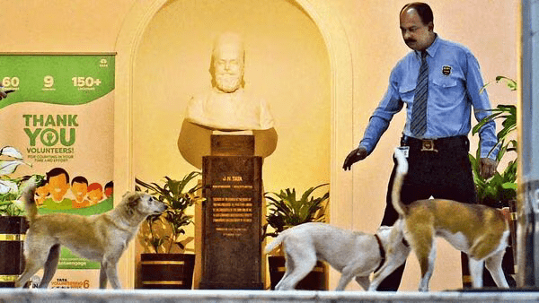 The day Parsis shut Bombay down over stray dogs