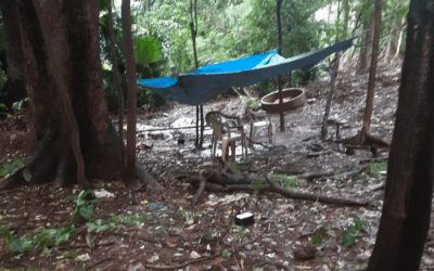 Bombay Parsi Punchayet Denies Rumours Of Development At Doongarwadi