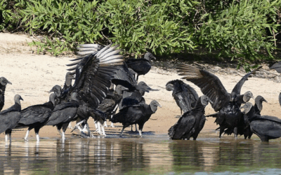 The Bizarre Connection Between a Cow Painkiller and the Disappearance of India&rsquo;s Vultures