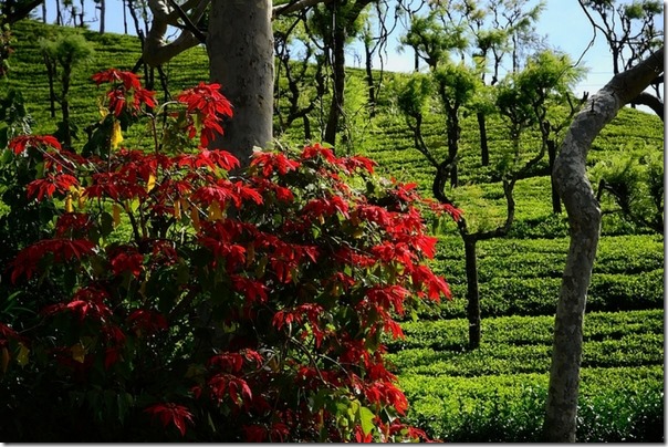 nilgiris-tea-parties_inset